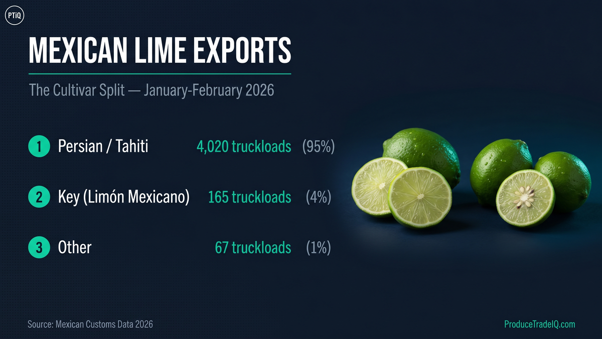 Mexican lime exports — the cultivar split, January-February 2026